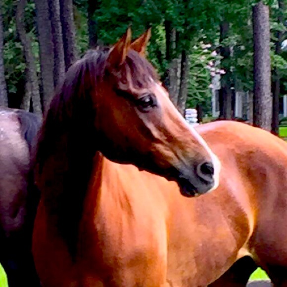 HELLO FELLOW POSHERS! - Picture 1 of 1